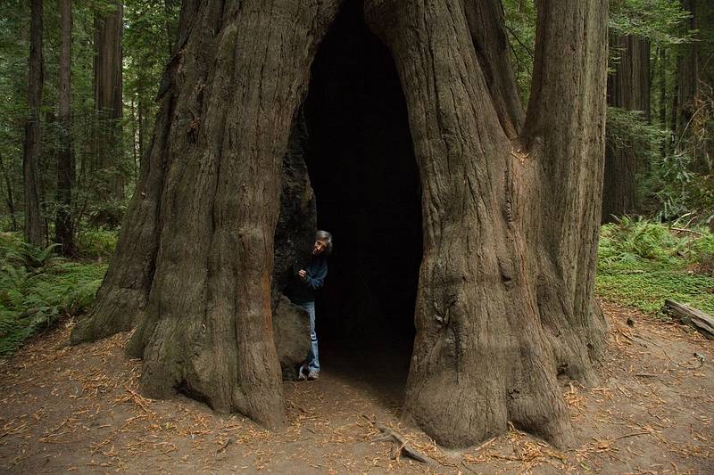 August 30, 2008 - Founders Grove, Humboldt Redwoods State Park, California.<br />Joyce inside of another redwood.