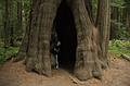 August 30, 2008 - Founders Grove, Humboldt Redwoods State Park, California.<br />Joyce inside of another redwood.