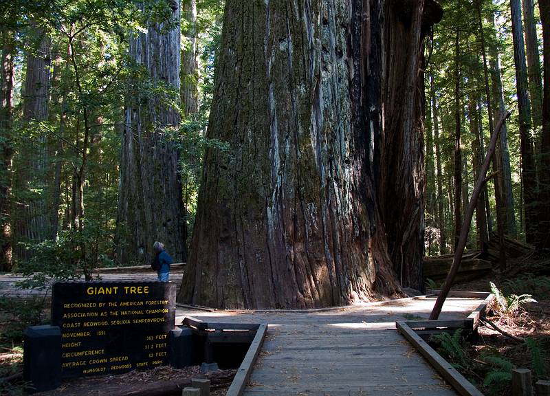 August 30, 2008 - Humboldt Redwoods State Park, California.<br />Big Tree area of Rockefeller Forest.<br />Joyce looking up at the "Giant Tree" (363 feet hight).