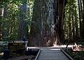 August 30, 2008 - Humboldt Redwoods State Park, California.<br />Big Tree area of Rockefeller Forest.<br />Joyce looking up at the "Giant Tree" (363 feet hight).