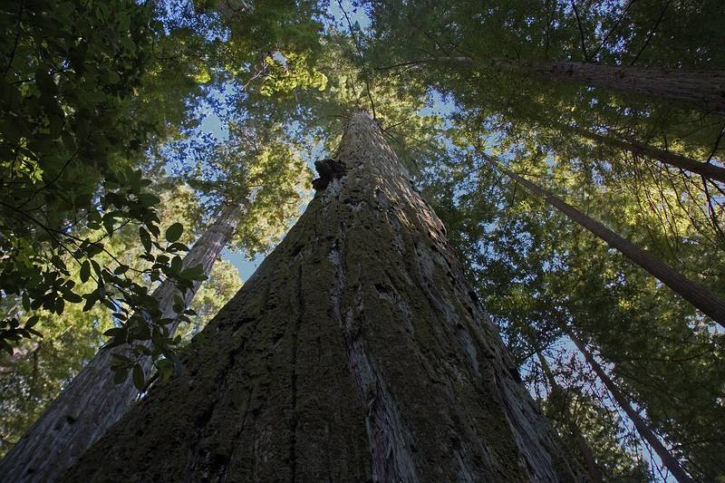 August 30, 2008 - Humboldt Redwoods State Park, California.<br />Big Tree area of Rockefeller Forest.<br />Looking up "Giant Tree".
