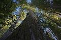 August 30, 2008 - Humboldt Redwoods State Park, California.<br />Big Tree area of Rockefeller Forest.<br />Looking up "Giant Tree".