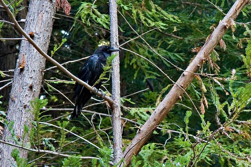 August 30, 2008 - Humboldt Redwoods State Park, California.<br />Big Tree area of Rockefeller Forest.<br />A raven.