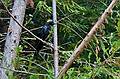 August 30, 2008 - Humboldt Redwoods State Park, California.<br />Big Tree area of Rockefeller Forest.<br />A raven.