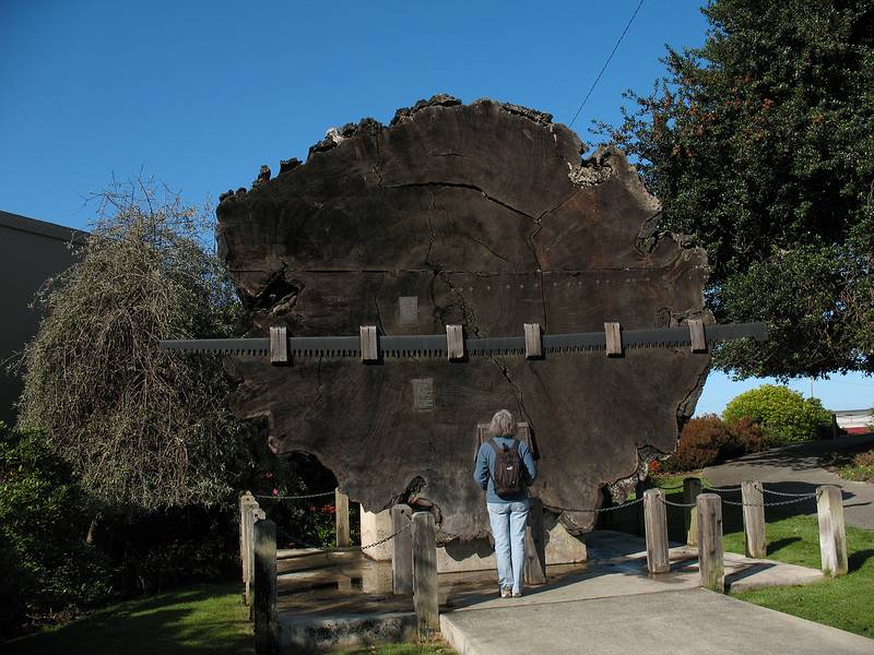 August 31, 2008 - Fort Bragg, California.<br />Joyce reading the rings of a redwood cut a long time ago by hand.