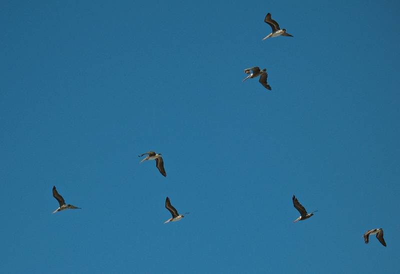 August 31, 2008 - Fort Bragg, California.<br />Pelicans over MacKerricher State Park.
