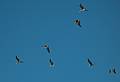 August 31, 2008 - Fort Bragg, California.<br />Pelicans over MacKerricher State Park.