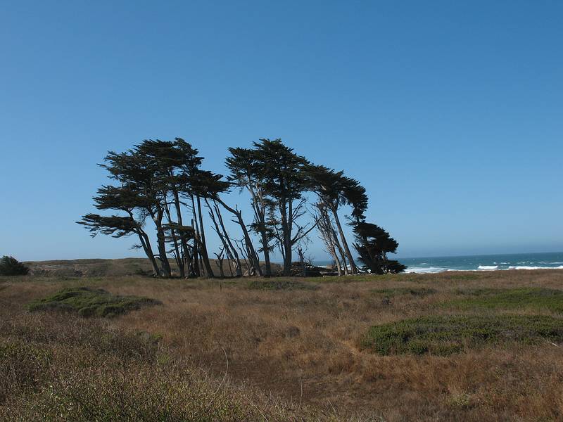 August 31, 2008 - Fort Bragg, California.<br />Cypress at MacKerricher State Park.