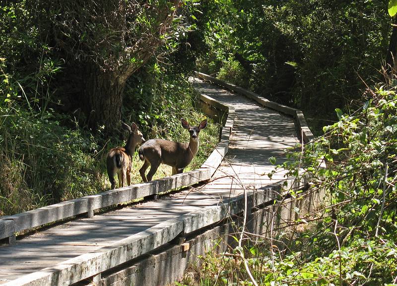 August 31, 2008 - Fort Bragg, California.<br />Blacktailed deer along walk around Lake Cleone at MacKerricher State Park.