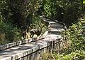 August 31, 2008 - Fort Bragg, California.<br />Blacktailed deer along walk around Lake Cleone at MacKerricher State Park.