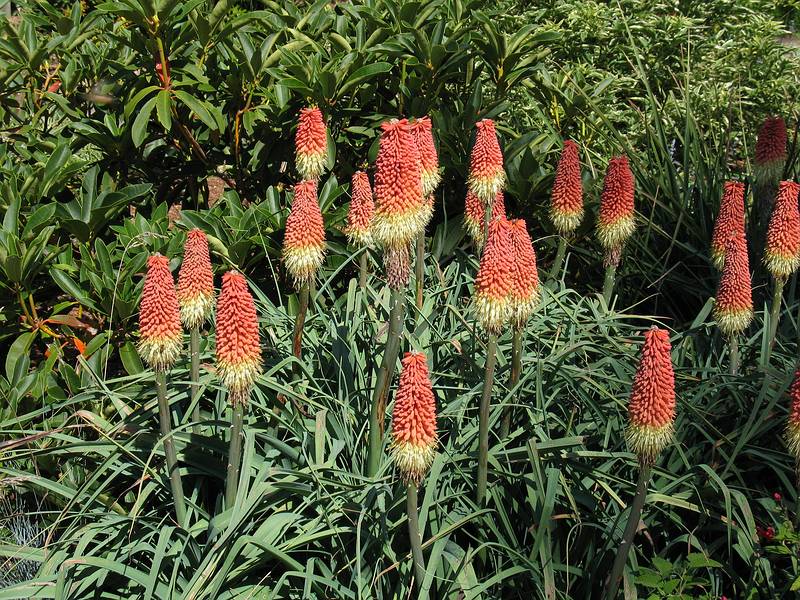 August 31, 2008 - Mendocino Coast Botanical Garden, Fort Bragg, California.<br />Torchlily.