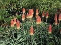 August 31, 2008 - Mendocino Coast Botanical Garden, Fort Bragg, California.<br />Torchlily.