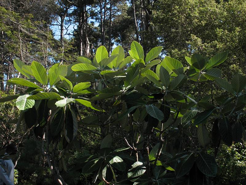August 31, 2008 - Mendocino Coast Botanical Garden, Fort Bragg, California.<br />Big leaf rhododendrons.