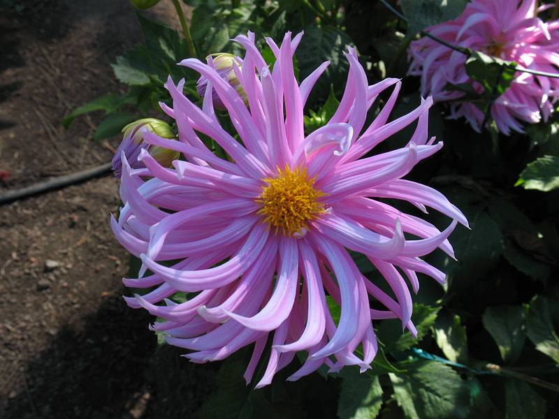 August 31, 2008 - Mendocino Coast Botanical Garden, Fort Bragg, California.<br />Dahlias.