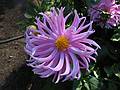August 31, 2008 - Mendocino Coast Botanical Garden, Fort Bragg, California.<br />Dahlias.