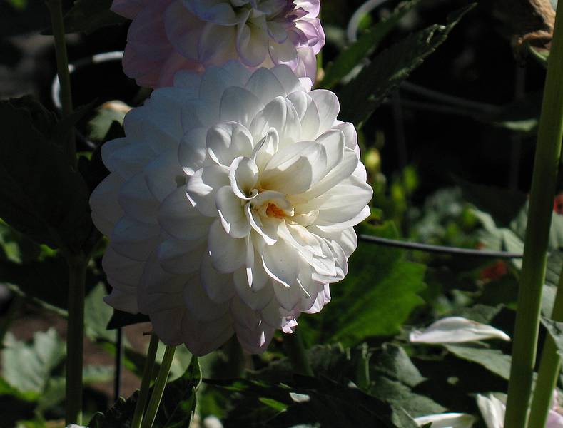 August 31, 2008 - Mendocino Coast Botanical Garden, Fort Bragg, California.<br />Dahlias.