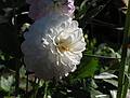 August 31, 2008 - Mendocino Coast Botanical Garden, Fort Bragg, California.<br />Dahlias.