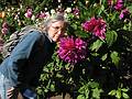August 31, 2008 - Mendocino Coast Botanical Garden, Fort Bragg, California.<br />Dahlias bigger than  Joyce's face.