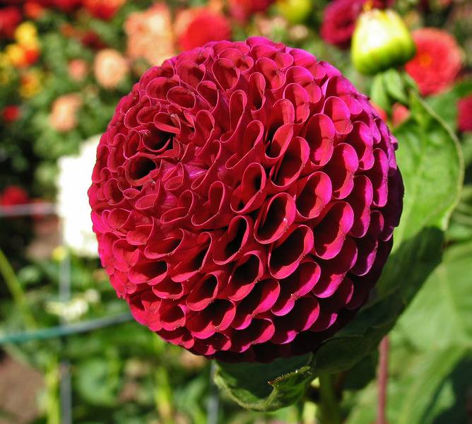 August 31, 2008 - Mendocino Coast Botanical Garden, Fort Bragg, California.<br />Dahlias.