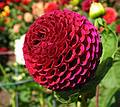 August 31, 2008 - Mendocino Coast Botanical Garden, Fort Bragg, California.<br />Dahlias.