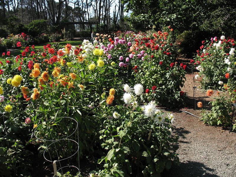 August 31, 2008 - Mendocino Coast Botanical Garden, Fort Bragg, California.<br />Dahlias.