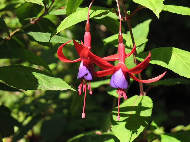 August 31, 2008 - Mendocino Coast Botanical Garden, Fort Bragg, California.<br />Fuchsia.