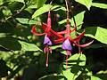 August 31, 2008 - Mendocino Coast Botanical Garden, Fort Bragg, California.<br />Fuchsia.
