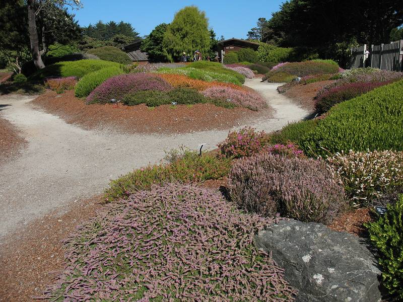 August 31, 2008 - Mendocino Coast Botanical Garden, Fort Bragg, California.<br />Heather.