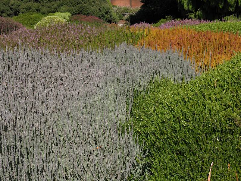 August 31, 2008 - Mendocino Coast Botanical Garden, Fort Bragg, California.<br />Heather.