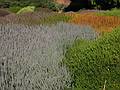 August 31, 2008 - Mendocino Coast Botanical Garden, Fort Bragg, California.<br />Heather.