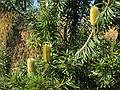 August 31, 2008 - Mendocino Coast Botanical Garden, Fort Bragg, California.