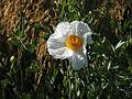 August 31, 2008 - Mendocino Coast Botanical Garden, Fort Bragg, California.<br />Matilija poppy.