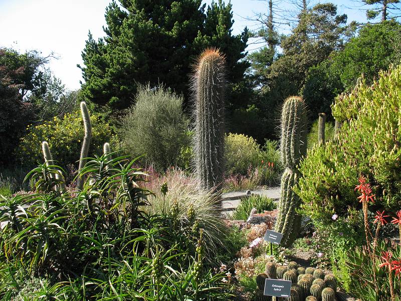 August 31, 2008 - Mendocino Coast Botanical Garden, Fort Bragg, California.