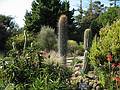 August 31, 2008 - Mendocino Coast Botanical Garden, Fort Bragg, California.