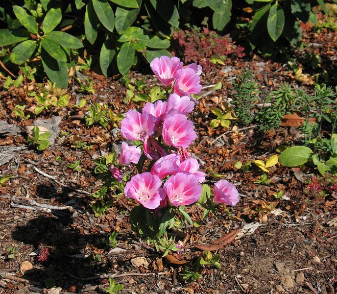 August 31, 2008 - Mendocino Coast Botanical Garden, Fort Bragg, California.