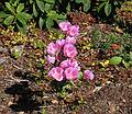 August 31, 2008 - Mendocino Coast Botanical Garden, Fort Bragg, California.