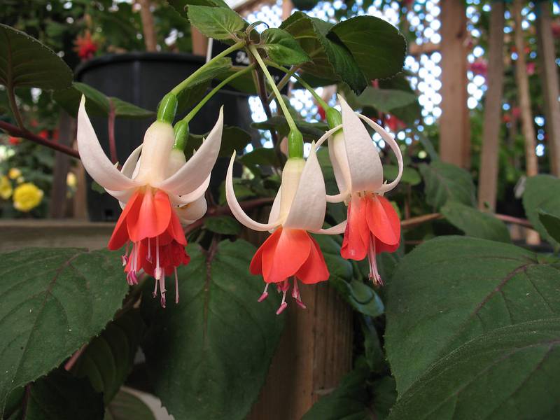 August 31, 2008 - Mendocino Coast Botanical Garden, Fort Bragg, California.<br />Fuchsia 'Super British'.