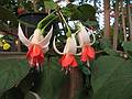 August 31, 2008 - Mendocino Coast Botanical Garden, Fort Bragg, California.<br />Fuchsia 'Super British'.