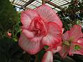 August 31, 2008 - Mendocino Coast Botanical Garden, Fort Bragg, California.<br />Begonia, white/pink edge, large - Raffled picotee.