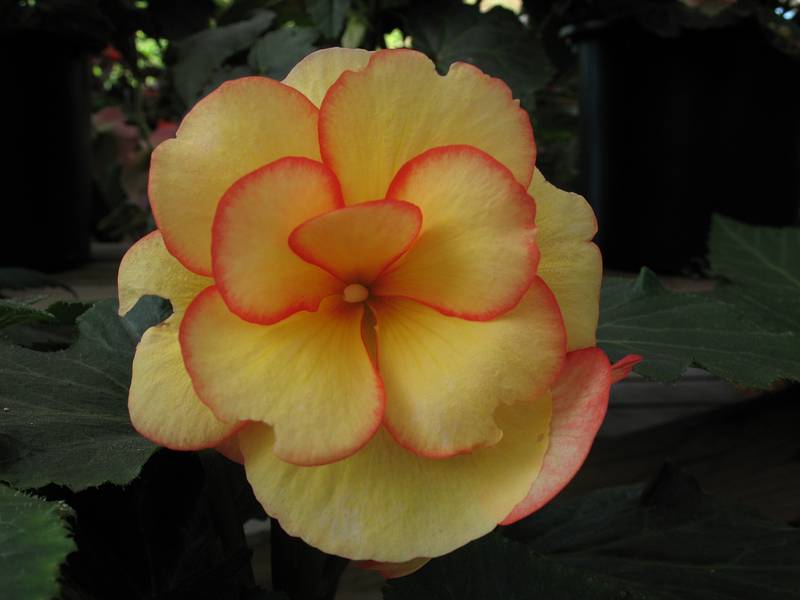 August 31, 2008 - Mendocino Coast Botanical Garden, Fort Bragg, California.<br />Begonia hybrid.