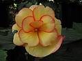 August 31, 2008 - Mendocino Coast Botanical Garden, Fort Bragg, California.<br />Begonia hybrid.