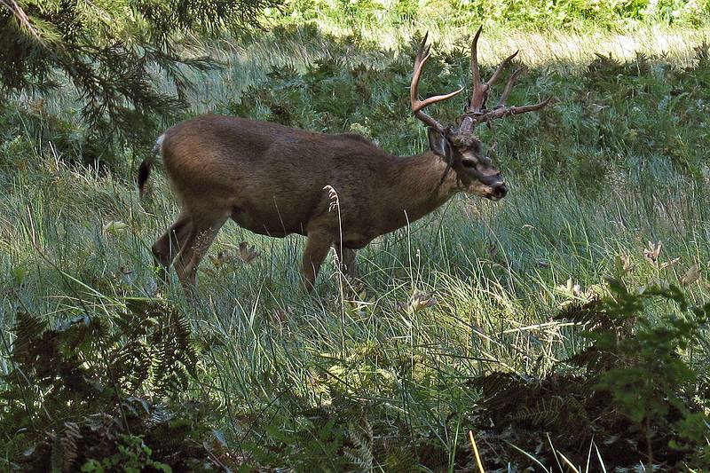 Sept. 4, 2008 - Yosemite National Park, California.<br />A black tailed deer in the meadow at Curry Village.
