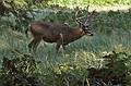 Sept. 4, 2008 - Yosemite National Park, California.<br />A black tailed deer in the meadow at Curry Village.