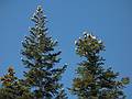 Sept 4, 2008 - Glacier Point, Yosemite National Park, California.