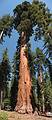 Sept. 4, 2008 - Mariposa Grove, Yosemite National Park, California.<br />Both top and bottom of the same sequoia.