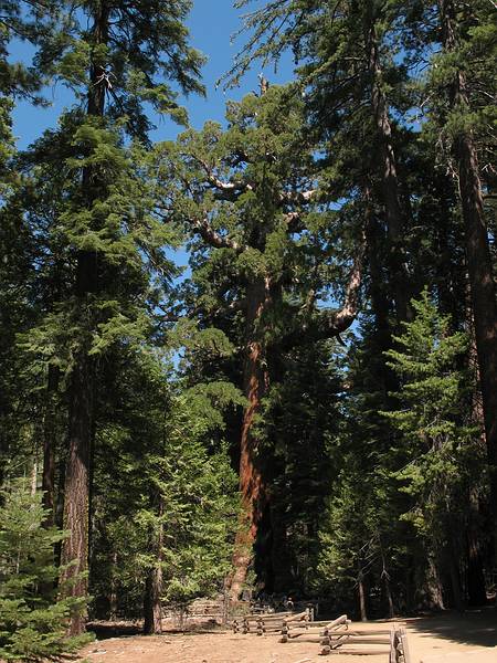 Sept. 4, 2008 - Mariposa Grove, Yosemite National Park, California.<br />Grizzly Giant.