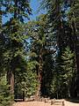 Sept. 4, 2008 - Mariposa Grove, Yosemite National Park, California.<br />Grizzly Giant.