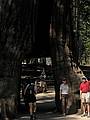Sept. 4, 2008 - Mariposa Grove, Yosemite National Park, California.<br />Eric at the othe side of the tunnel carved through Wawona Tree.
