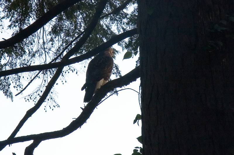 Sept. 13, 2008 - Maudslay State Park, Newburyport, Massachusetts.<br />Installation day of the 10th aniversary Outdoor Sculpture Show.<br />A hawk. The light was tough and I didn't have my long lens with me.