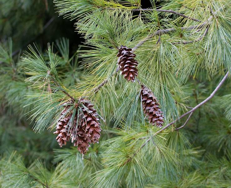 Sept 15, 2008 - Maudslay State Park, Newburyport, Massachusetts.<br />Outdoor Sculpture show.<br />Cones dripping with sap (and chickadees feeding on it).